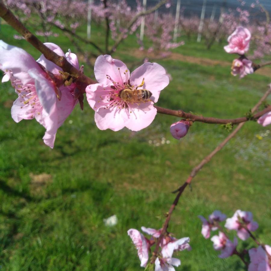 Agriturismo Fior Di Maggio Pescantina Eksteriør bilde